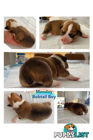 Pembroke Welsh Corgi Puppies