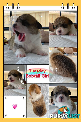 Pembroke Welsh Corgi Puppies