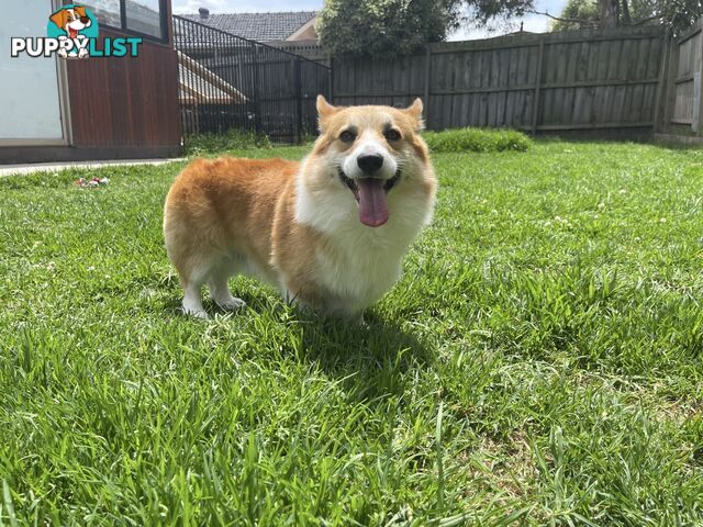 4-year-old Pembroke Welsh Corgi BOY is waiting for new family