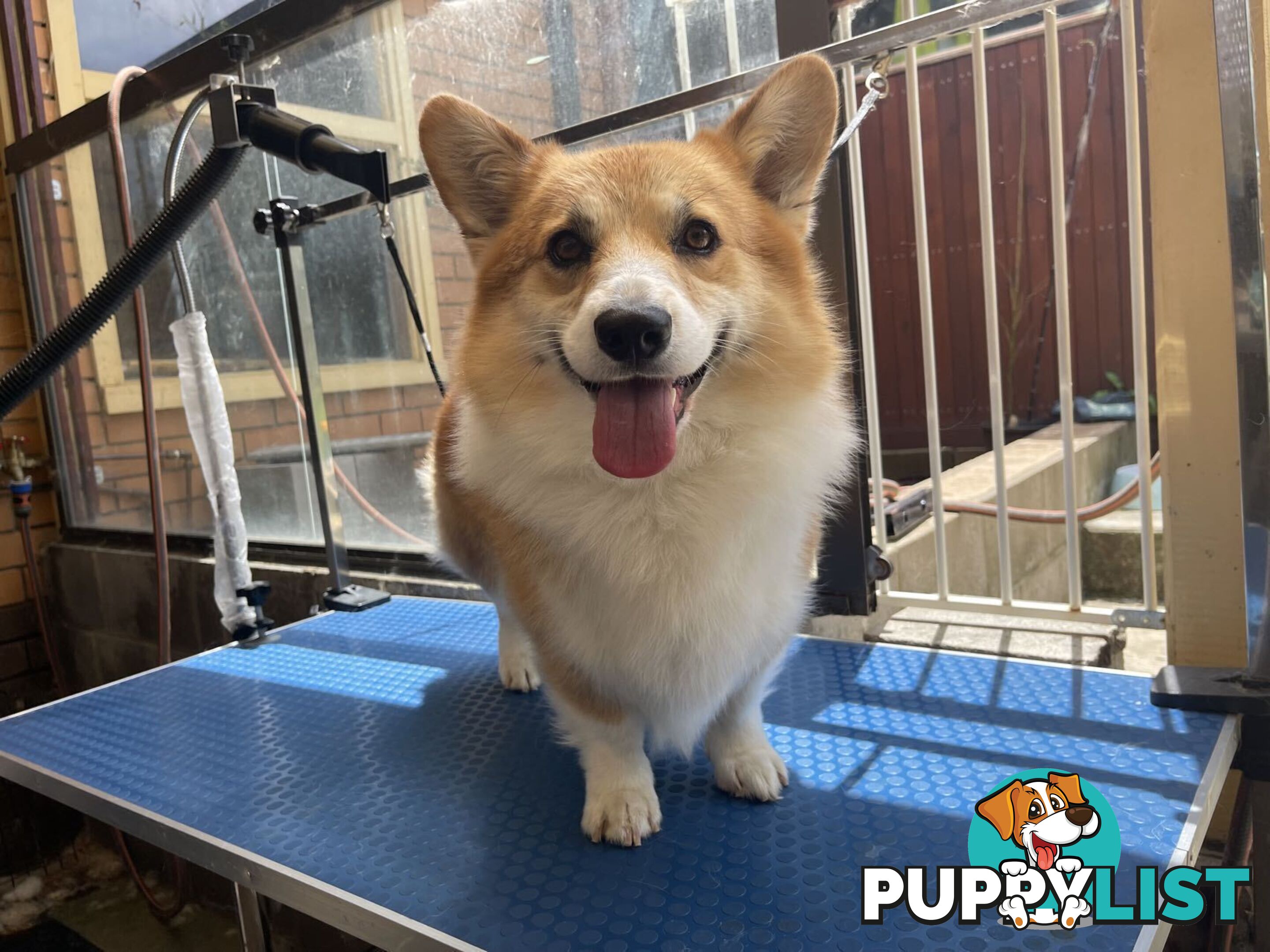 4-year-old Pembroke Welsh Corgi BOY is waiting for new family