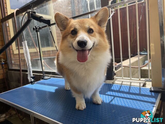 4-year-old Pembroke Welsh Corgi BOY is waiting for new family