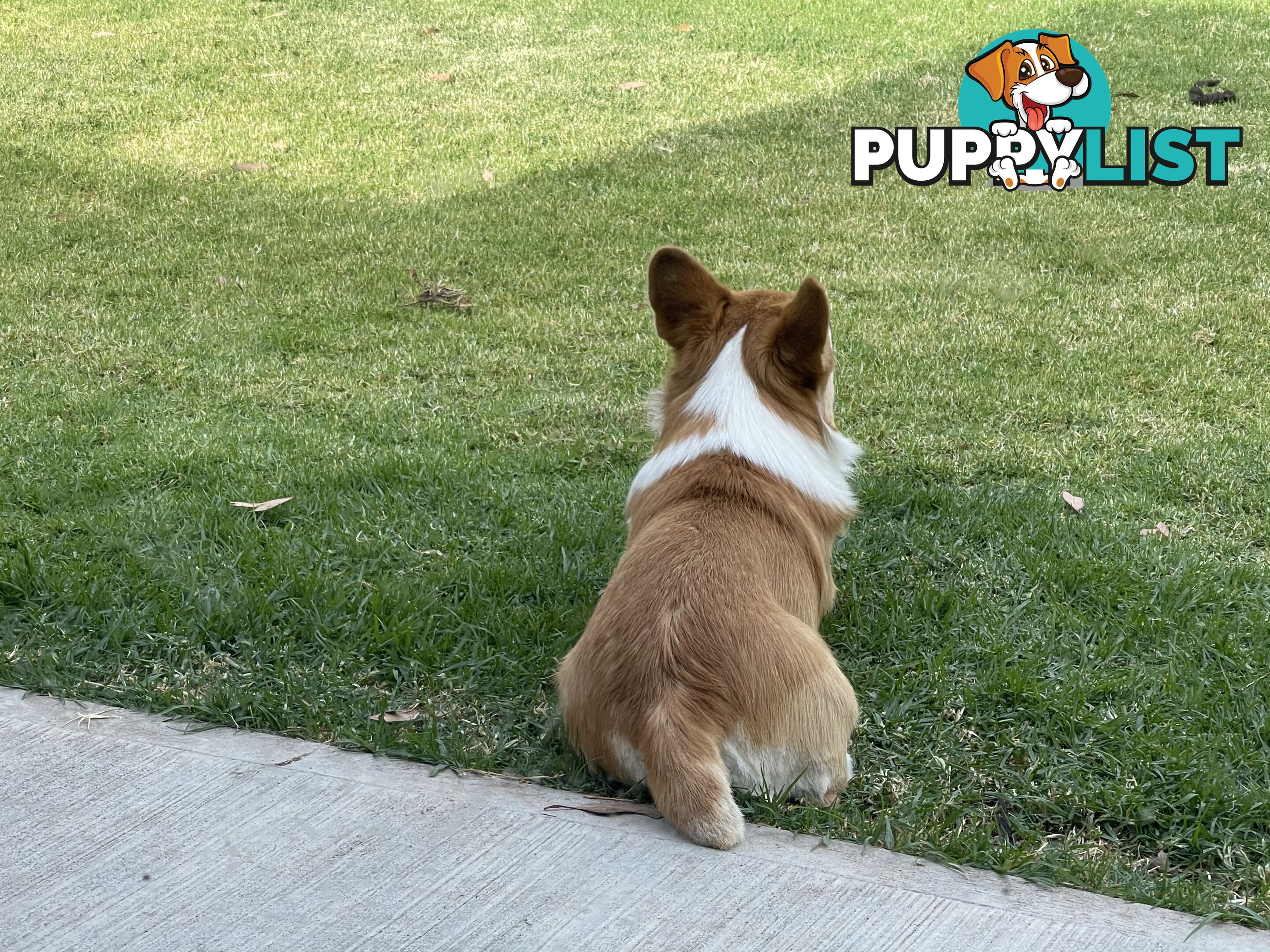 4-year-old Pembroke Welsh Corgi BOY is waiting for new family