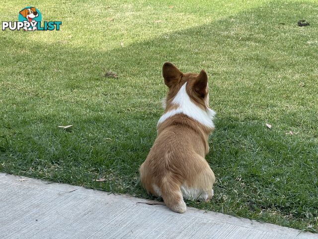 4-year-old Pembroke Welsh Corgi BOY is waiting for new family