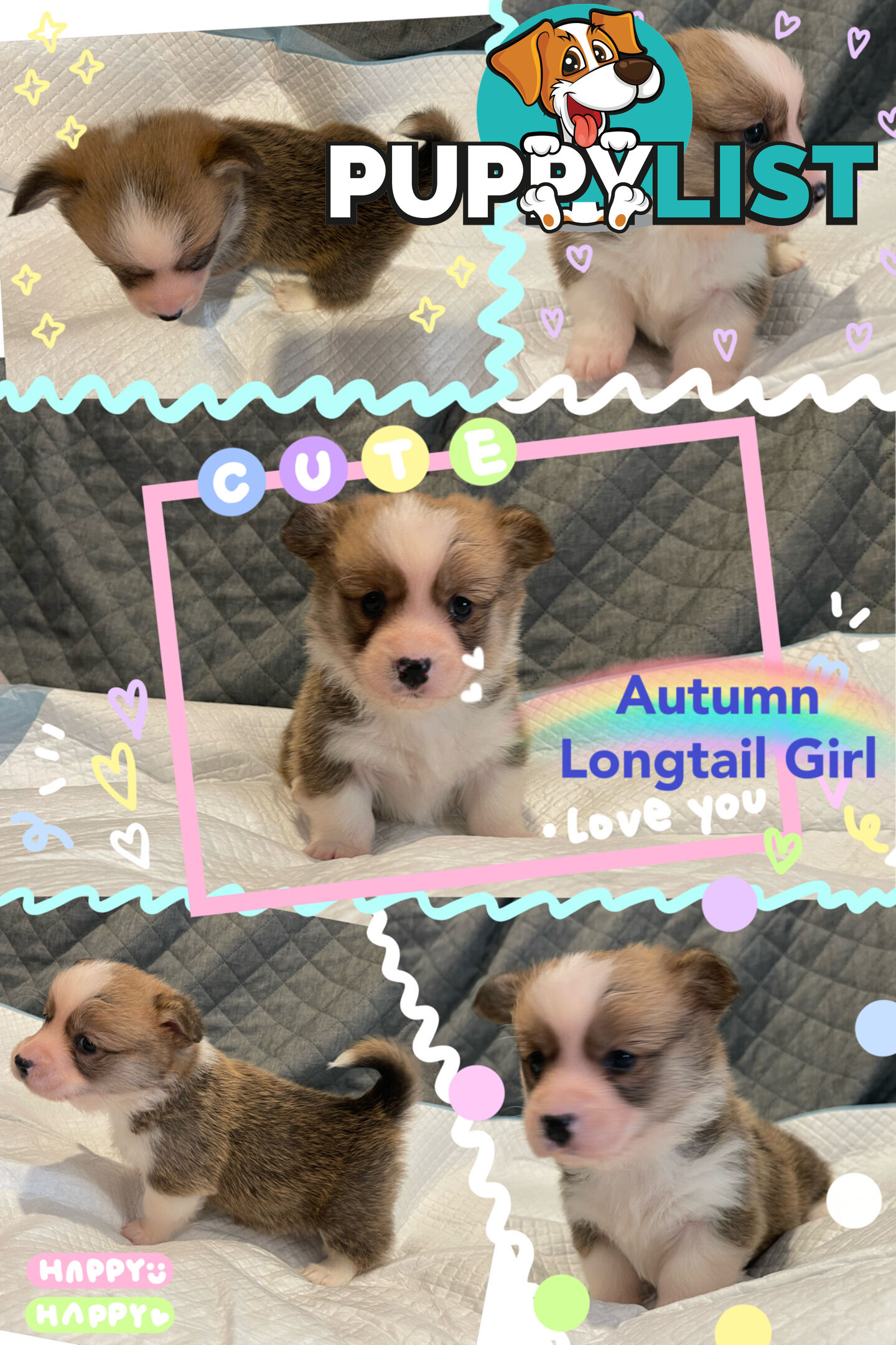 Pembroke Welsh Corgi Puppies are looking for new home