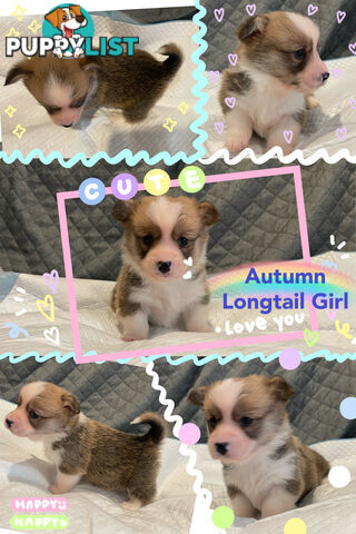 Pembroke Welsh Corgi Puppies are looking for new home