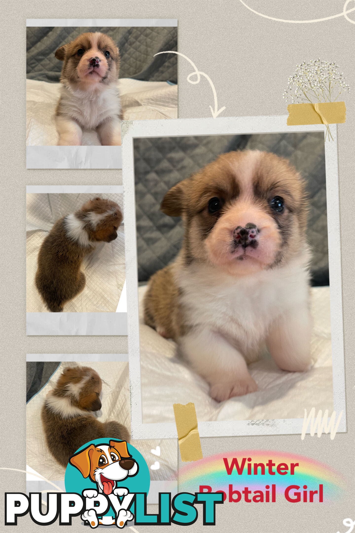 Pembroke Welsh Corgi Puppies are looking for new home