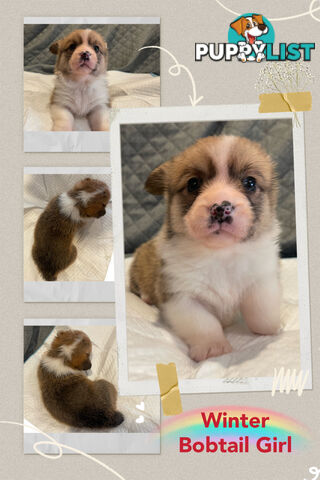 Pembroke Welsh Corgi Puppies are looking for new home