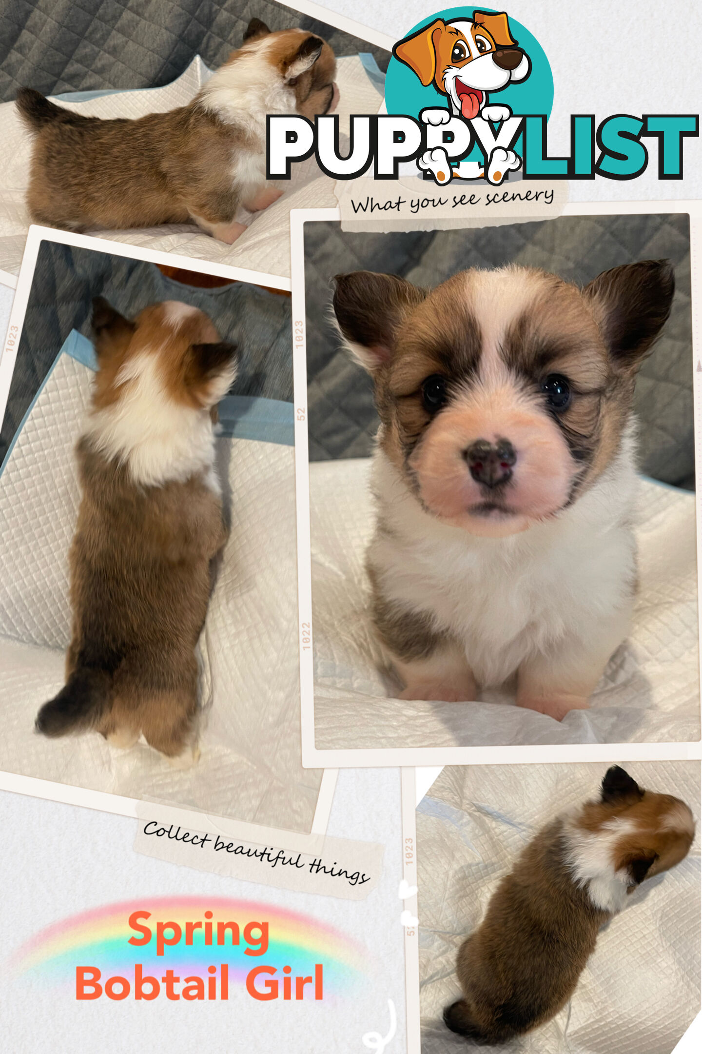 Pembroke Welsh Corgi Puppies are looking for new home