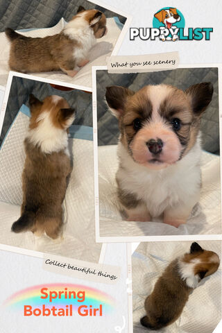 Pembroke Welsh Corgi Puppies are looking for new home