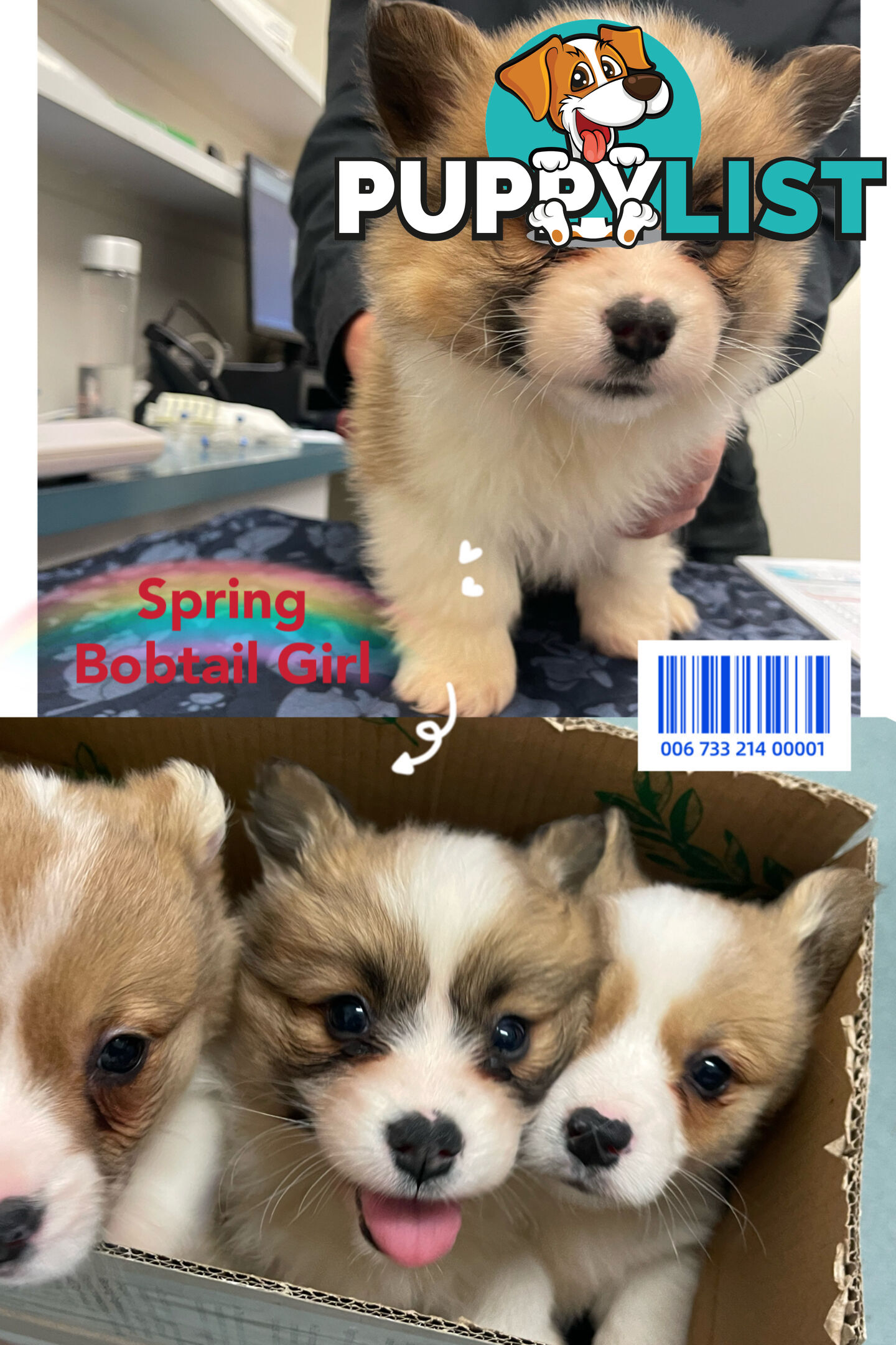 Pembroke Welsh Corgi Puppies are looking for new home