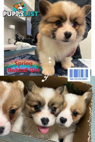 Pembroke Welsh Corgi Puppies are looking for new home