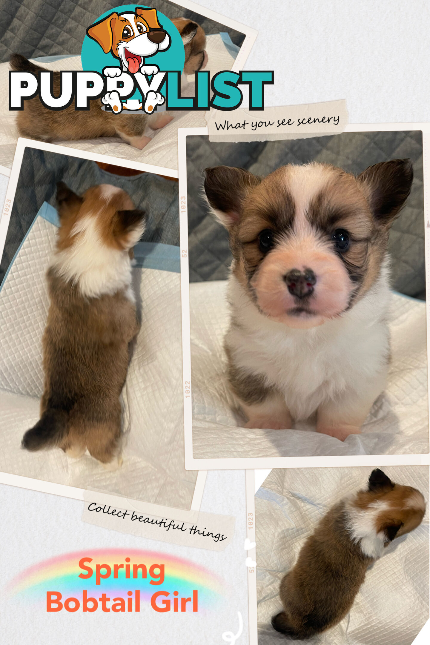 Pembroke Welsh Corgi Puppies are looking for new home