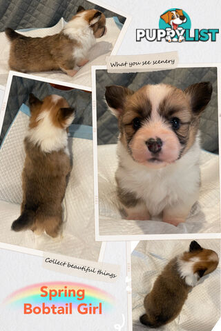 Pembroke Welsh Corgi Puppies are looking for new home