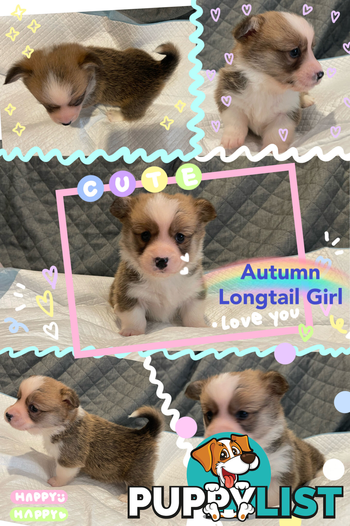 Pembroke Welsh Corgi Puppies are looking for new home