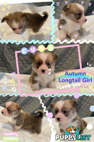 Pembroke Welsh Corgi Puppies are looking for new home