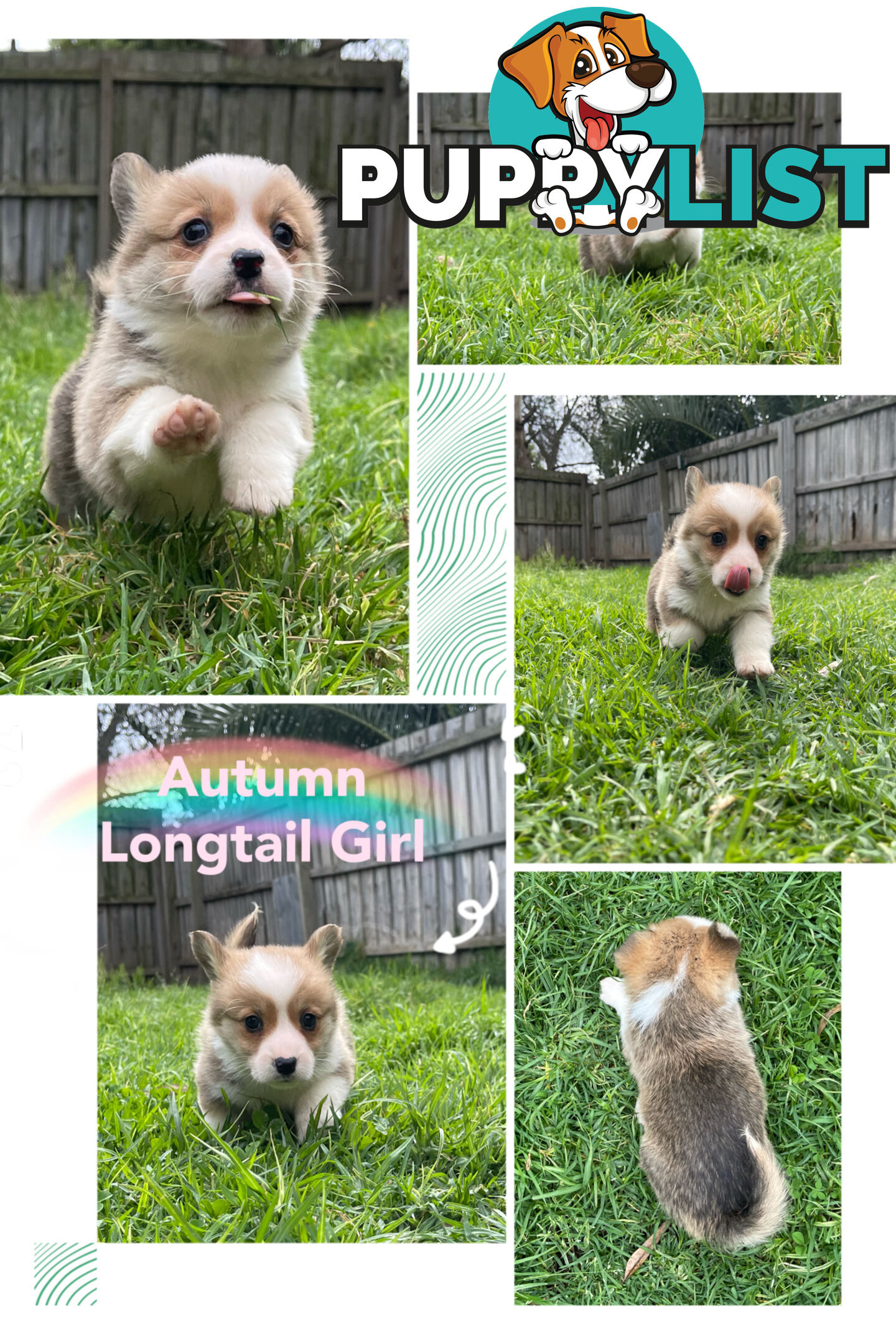 Pembroke Welsh Corgi Puppies are looking for new home