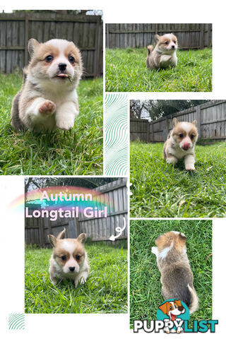 Pembroke Welsh Corgi Puppies are looking for new home