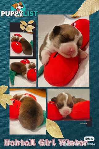 Pembroke Welsh Corgi Puppies are looking for new home