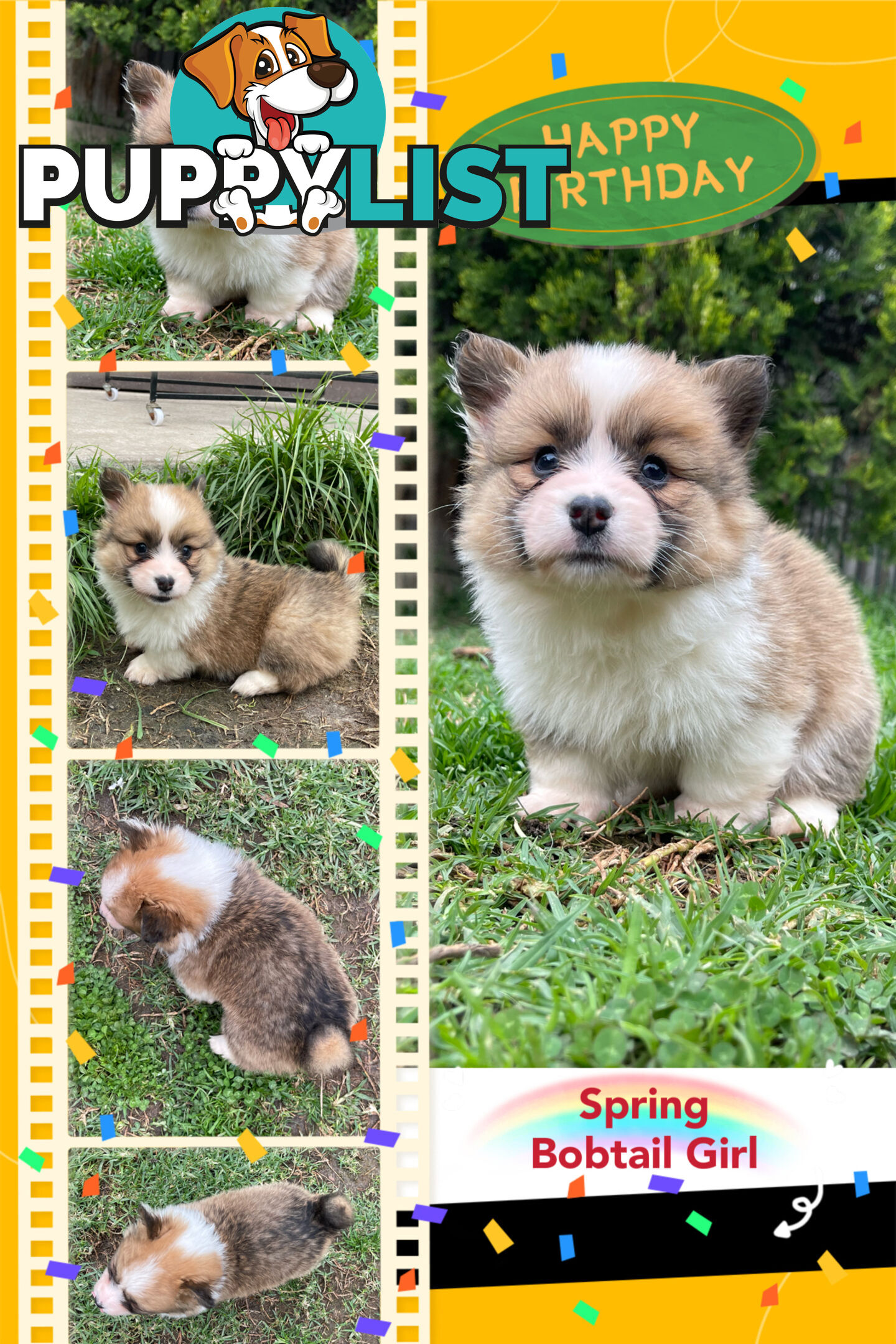 Pembroke Welsh Corgi Puppies are looking for new home