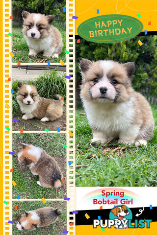 Pembroke Welsh Corgi Puppies are looking for new home