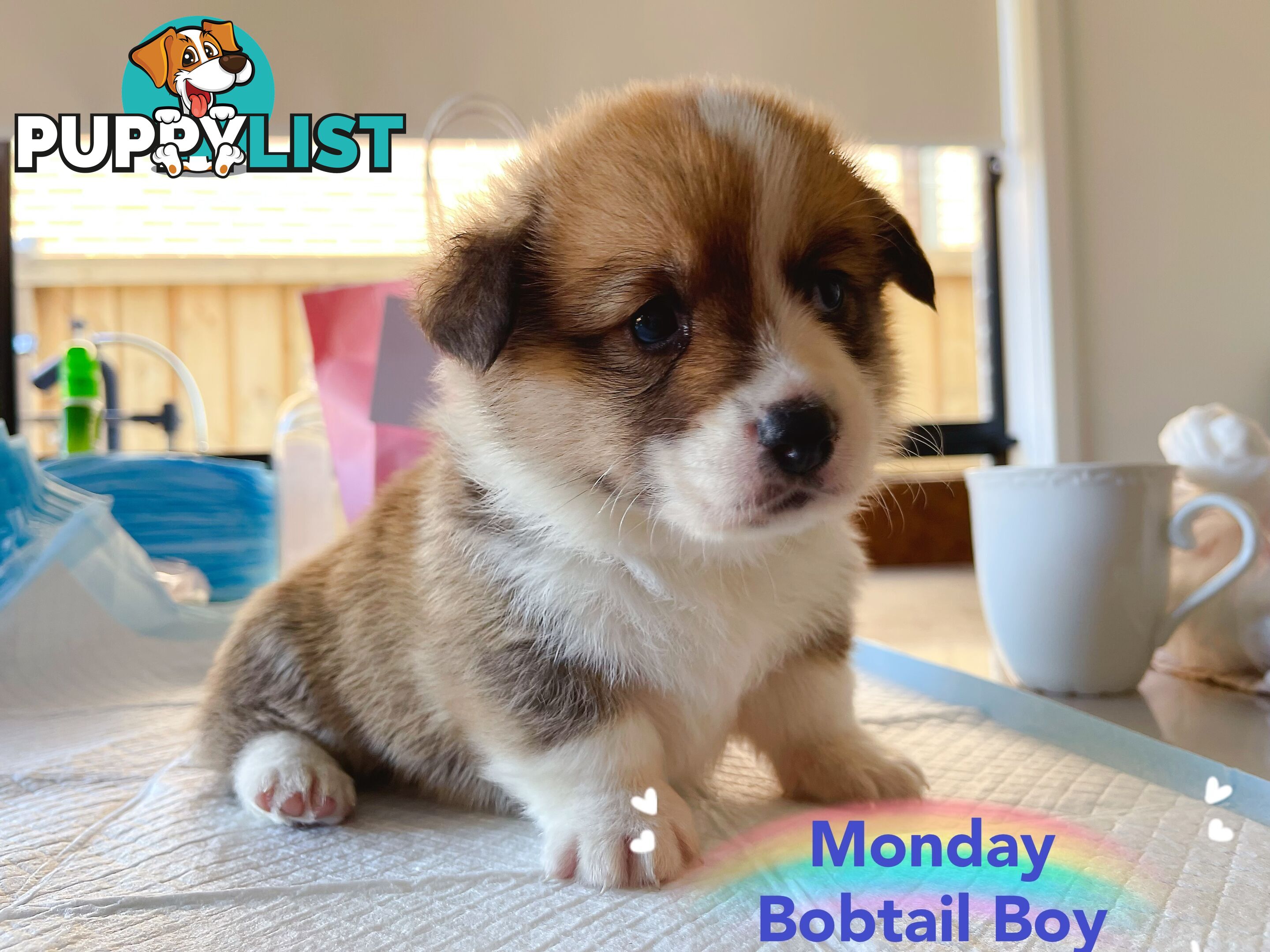 Pembroke Welsh Corgi Puppies are looking for new home