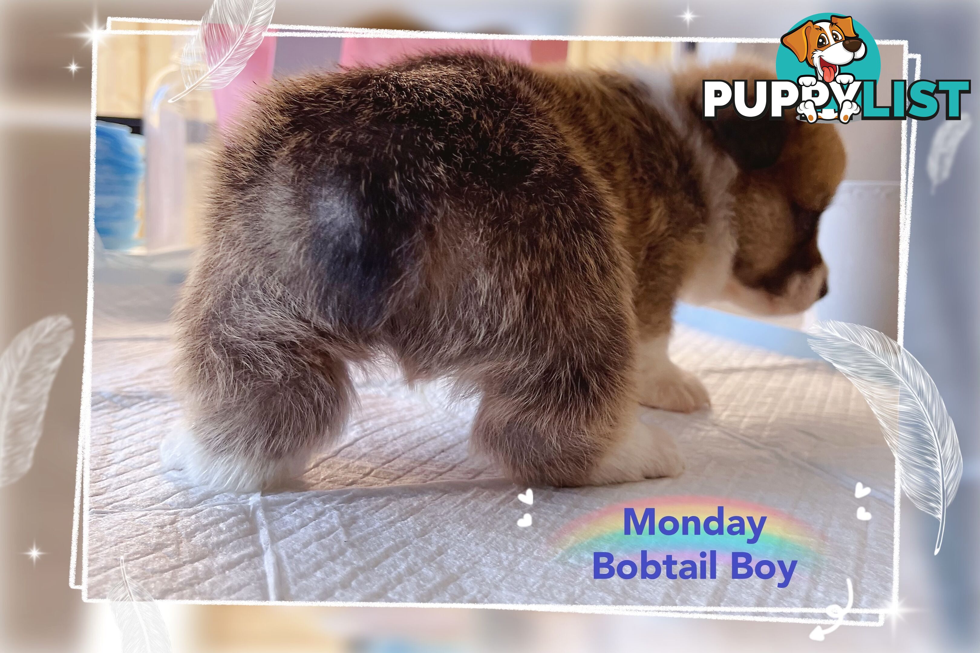Pembroke Welsh Corgi Puppies are looking for new home