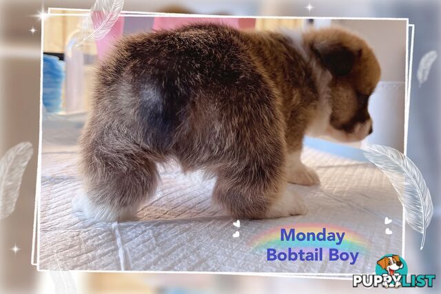 Pembroke Welsh Corgi Puppies are looking for new home