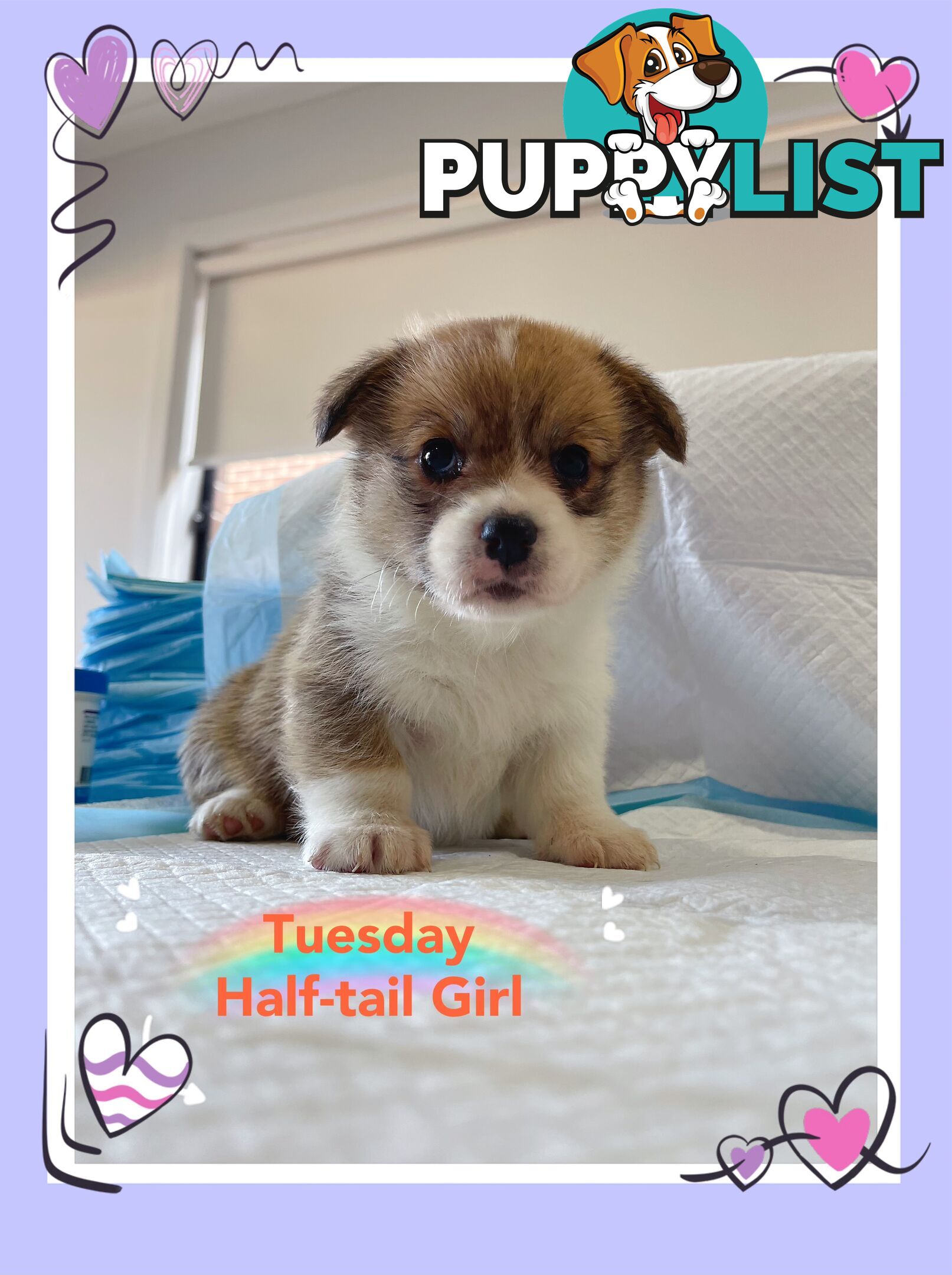 Pembroke Welsh Corgi Puppies are looking for new home