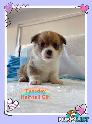 Pembroke Welsh Corgi Puppies are looking for new home