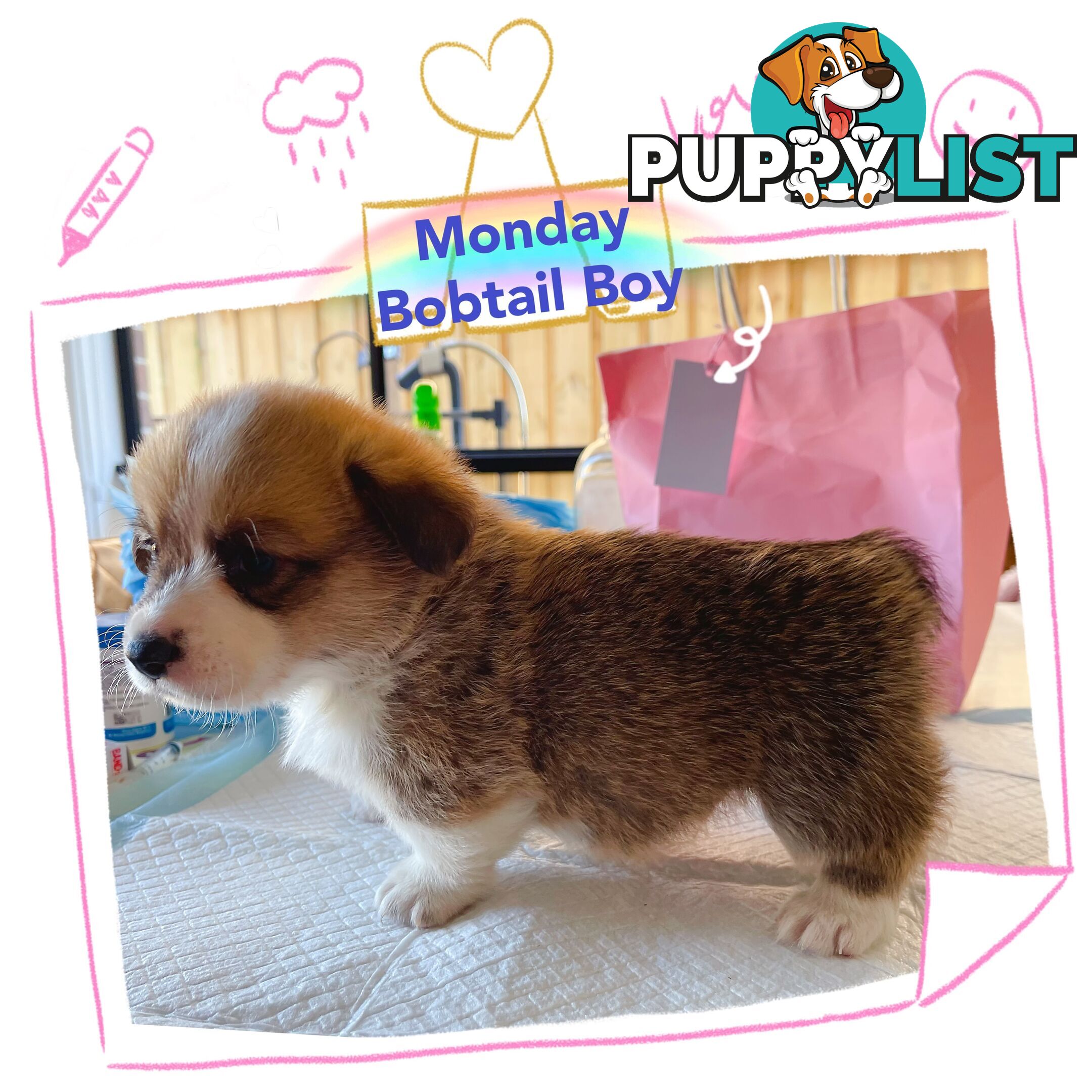 Pembroke Welsh Corgi Puppies are looking for new home