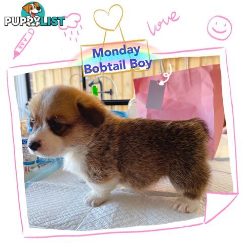 Pembroke Welsh Corgi Puppies are looking for new home