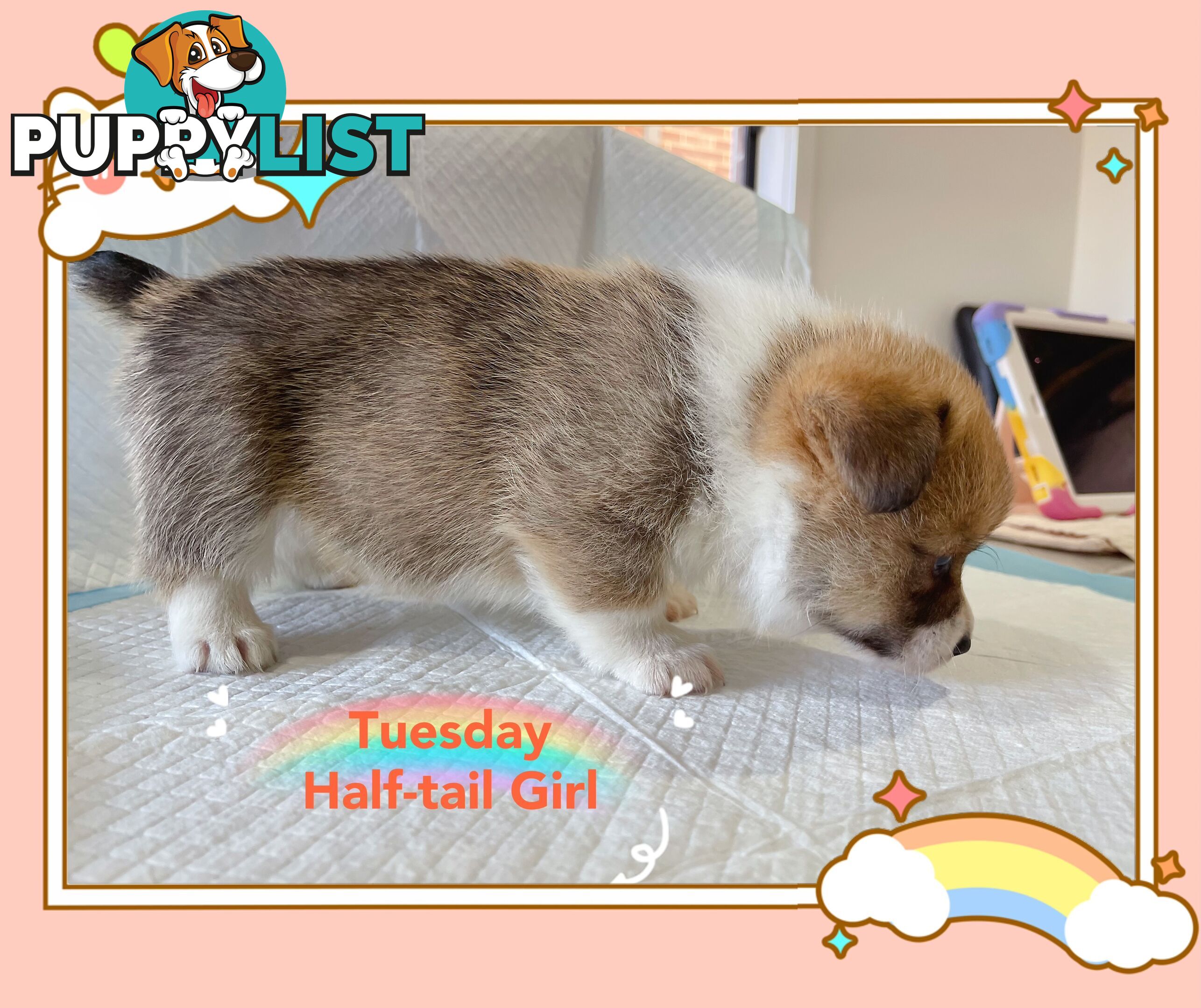 Pembroke Welsh Corgi Puppies are looking for new home