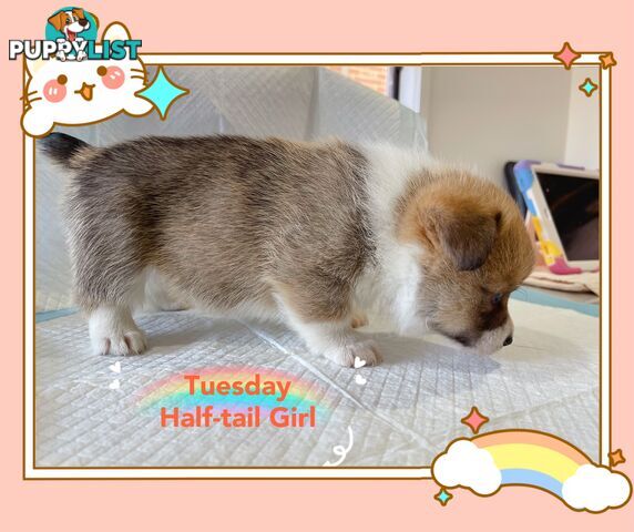 Pembroke Welsh Corgi Puppies are looking for new home