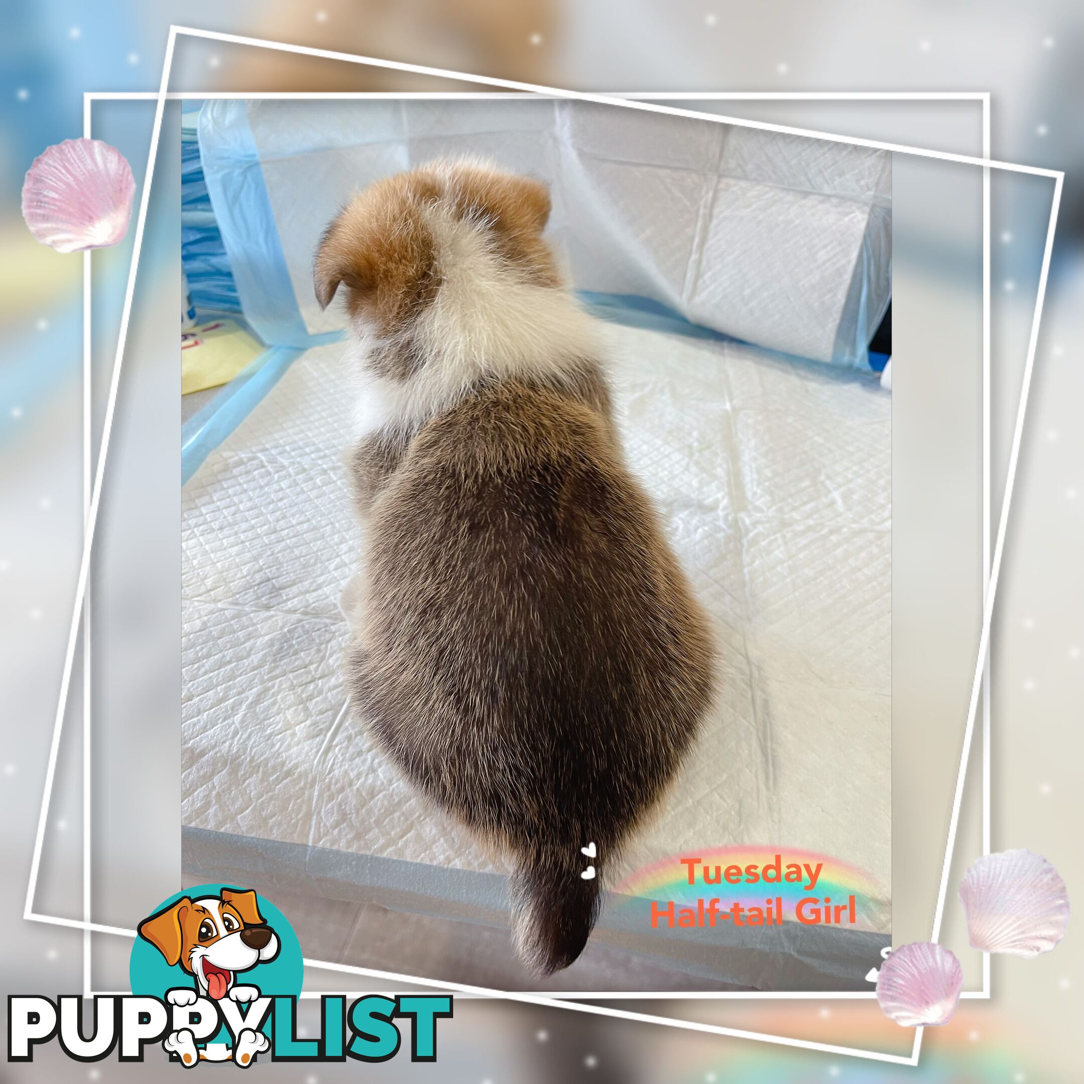 Pembroke Welsh Corgi Puppies are looking for new home