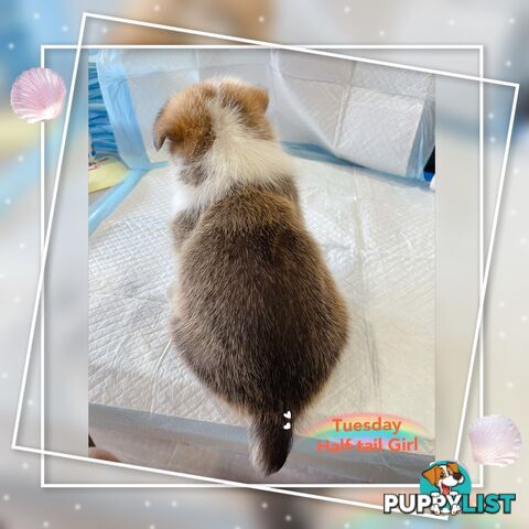 Pembroke Welsh Corgi Puppies are looking for new home