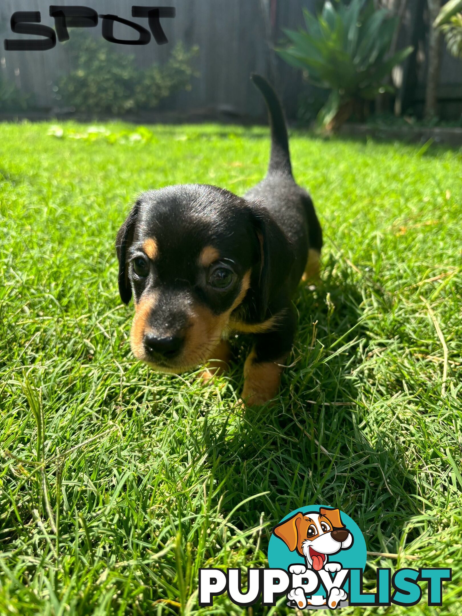 Miniature Dachshund Puppies for Sale