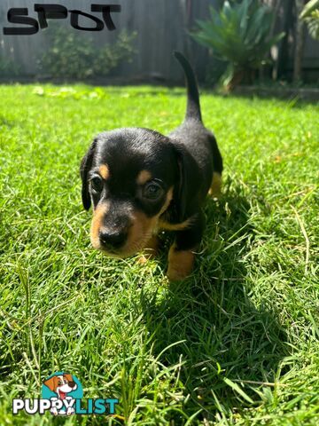 Miniature Dachshund Puppies for Sale