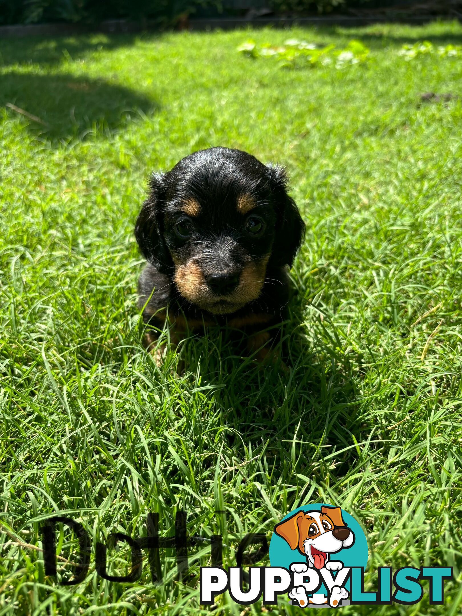 Miniature Dachshund Puppies for Sale