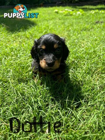 Miniature Dachshund Puppies for Sale