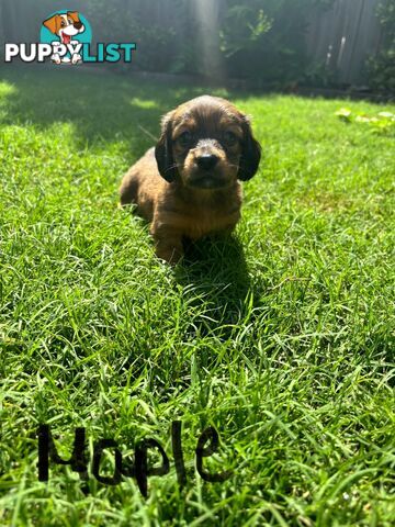 Miniature Dachshund Puppies for Sale