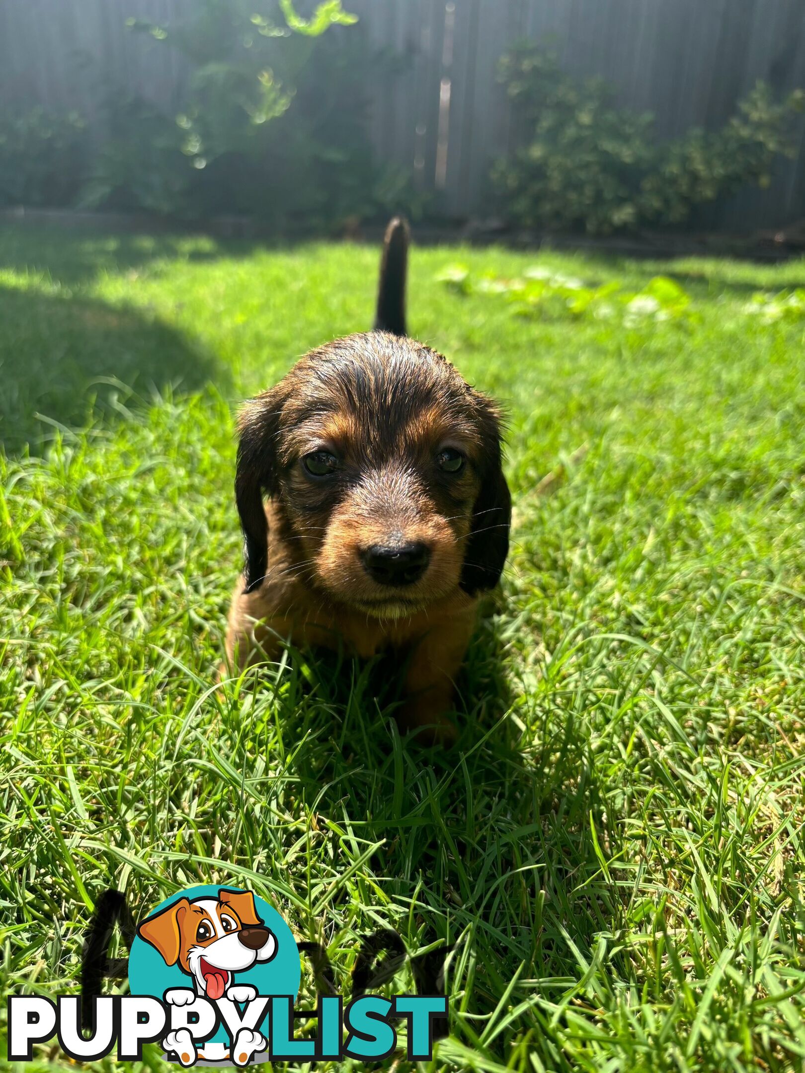 Miniature Dachshund Puppies for Sale