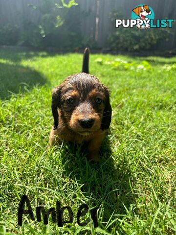 Miniature Dachshund Puppies for Sale