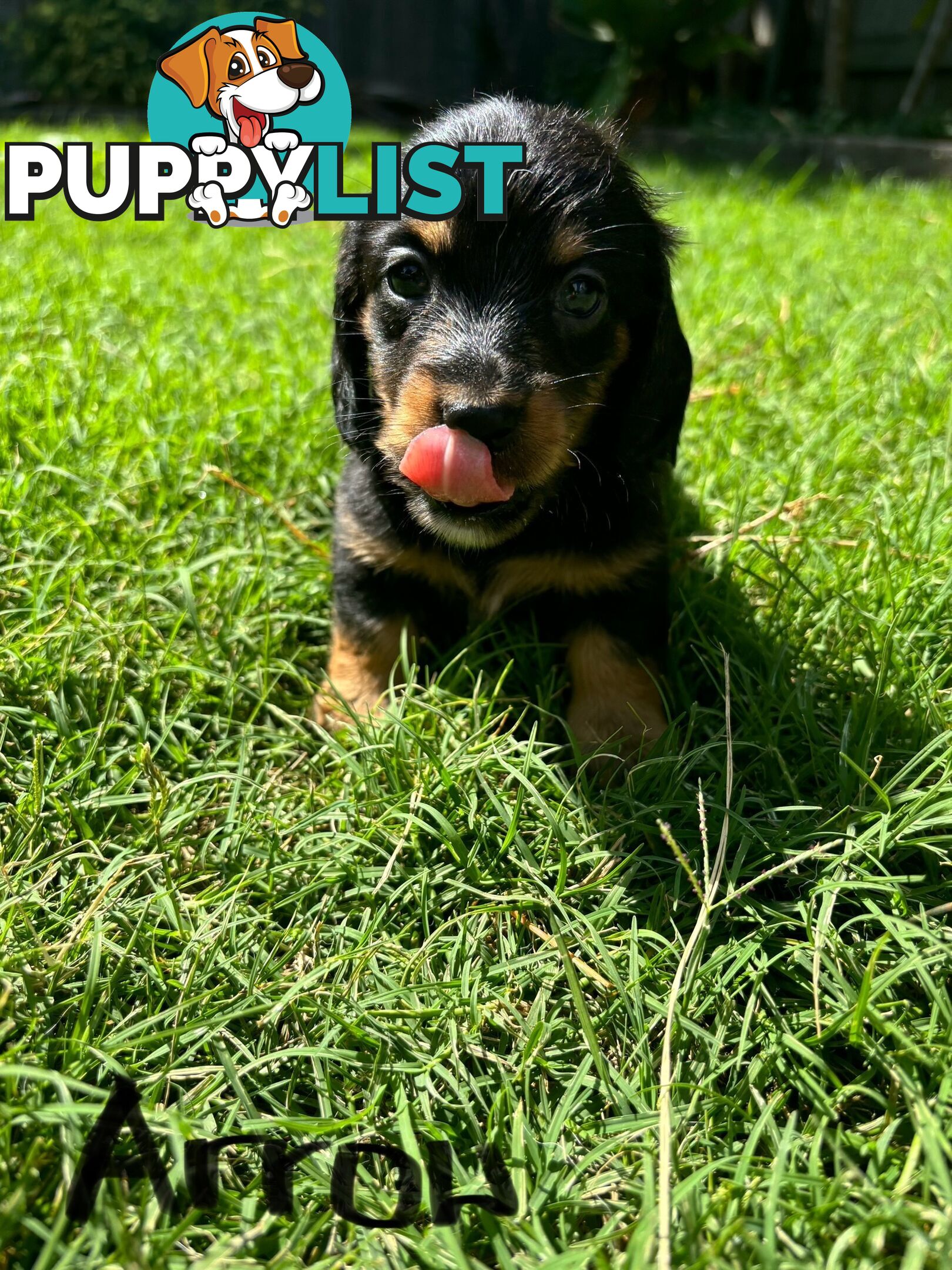 Miniature Dachshund Puppies for Sale