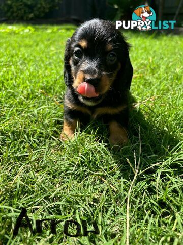 Miniature Dachshund Puppies for Sale