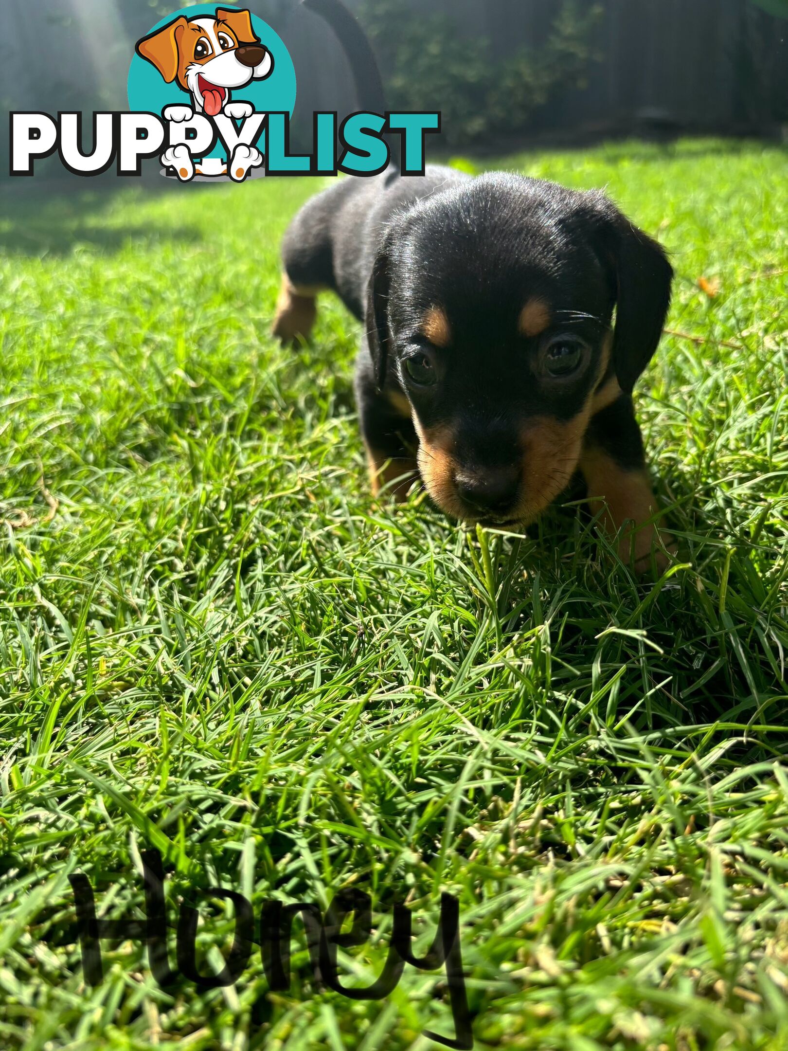 Miniature Dachshund Puppies for Sale