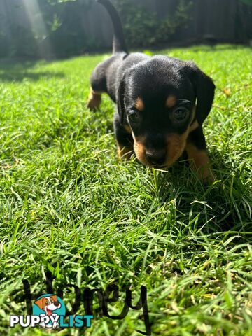 Miniature Dachshund Puppies for Sale