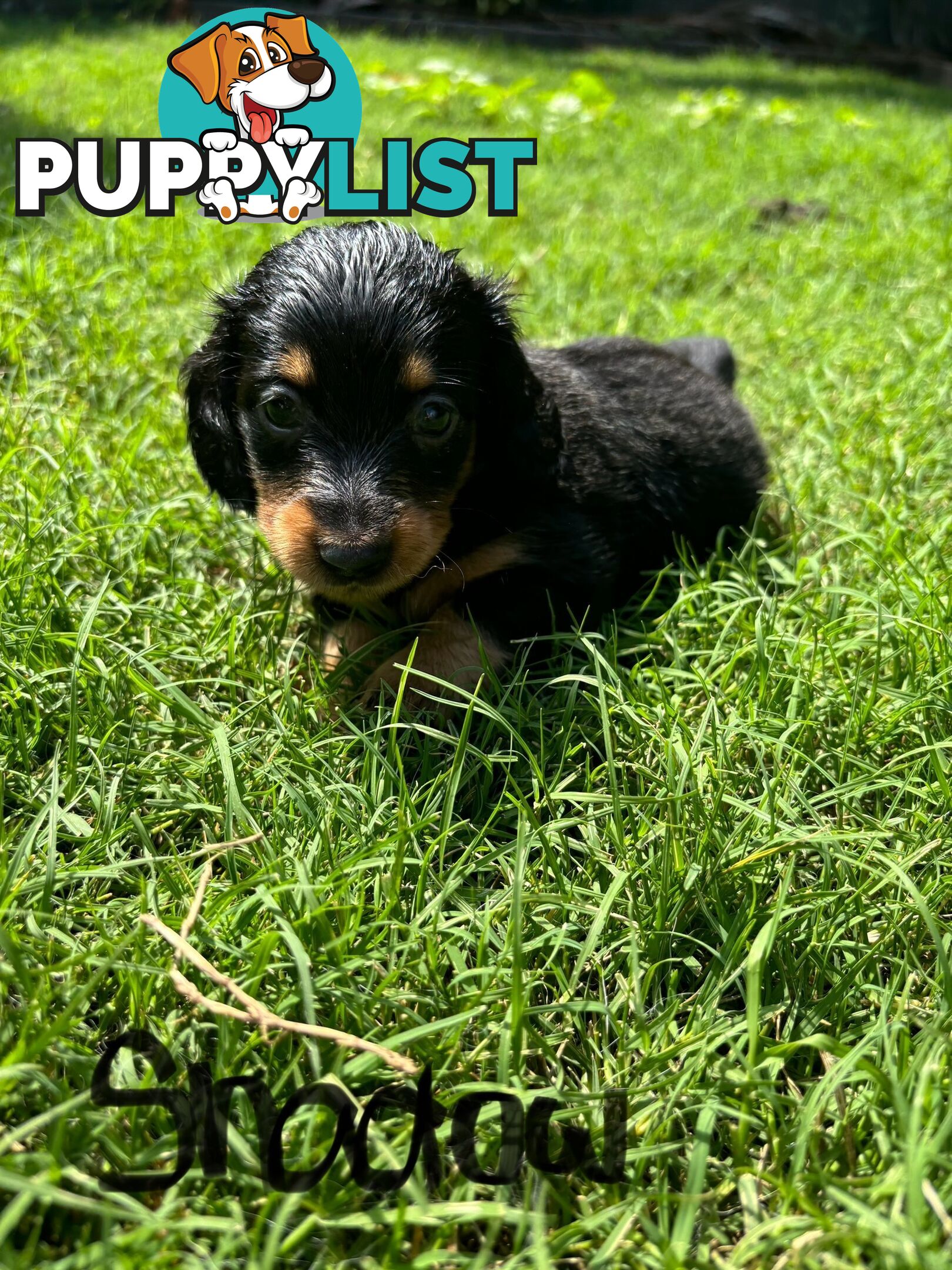 Miniature Dachshund Puppies for Sale