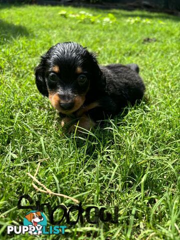 Miniature Dachshund Puppies for Sale