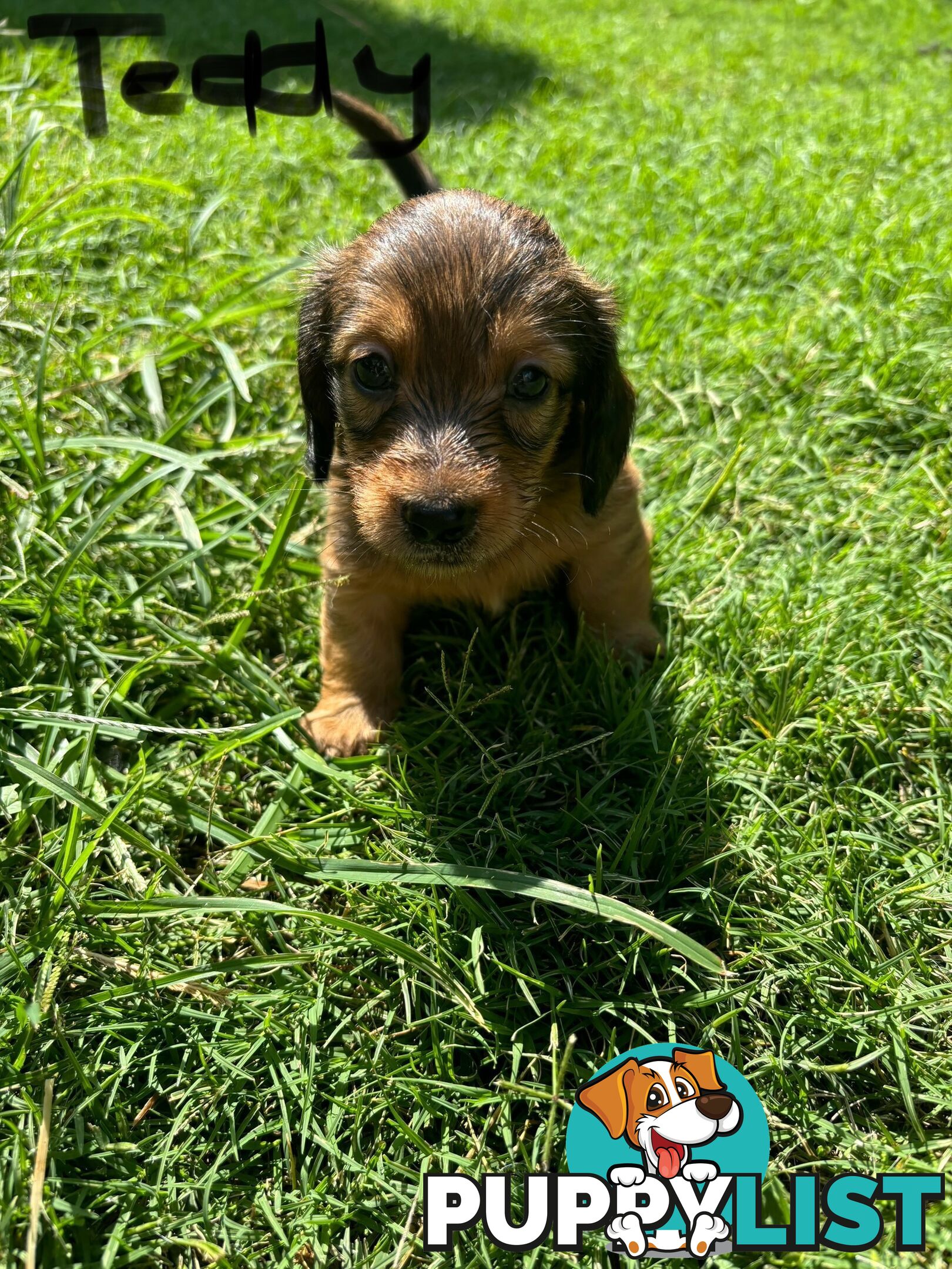 Miniature Dachshund Puppies for Sale