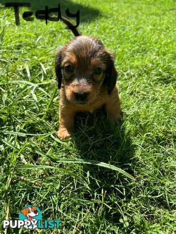 Miniature Dachshund Puppies for Sale